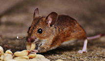pest-prevention-and-exclusion-services Experts in Wendell Depot